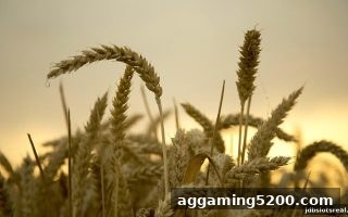jdb电子假吗深度解析：德州扑克滚球技巧的职业化实战指南